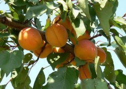 Prunus armeniaca Rózsakajszi C1406 / Rózsakajszi C1406 barack